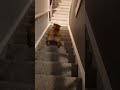 my dog #funnydog #funny #doggybestfriend #myfriendsdog #pets #cute #puppy