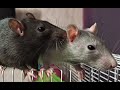 КРЫСЫ ДАМБО 🐀 возраст 3 месяца - крысы Ева и Зара🐀🐀🤍🖤