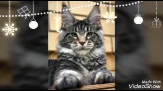 Its Vlada H Main - Kun