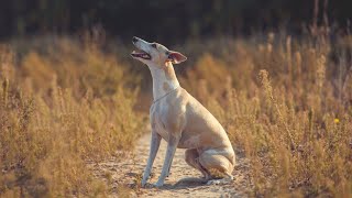 How to Prepare Your Whippet for Dog Show Competitions