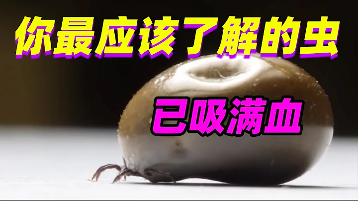 【蜱蟲】為什麼蜱蟲很難發現和去除? 還喜歡寄生在奇怪的部位|Why ticks so hard to move away? - 天天要聞