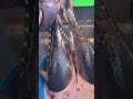 マジで来た…!ルアーで巨大キハダマグロを狙ったらヤバすぎたwww
