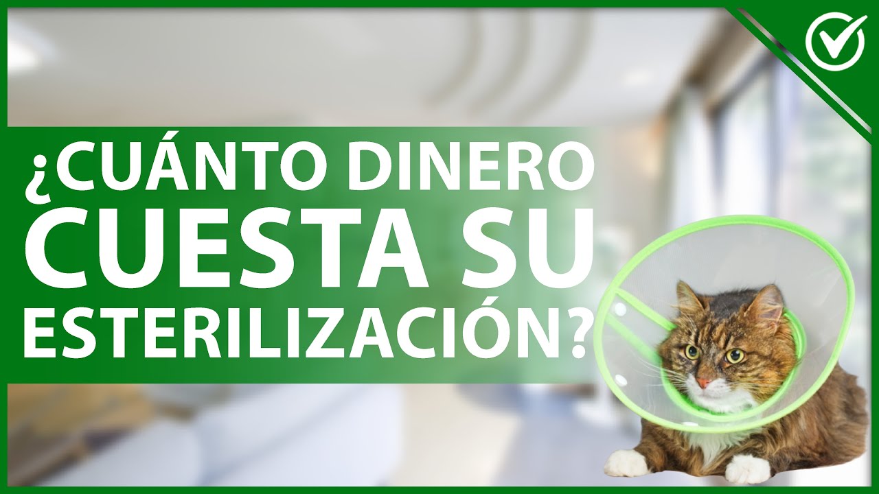 Cuánto dinero cuesta cargar un coche eléctrico