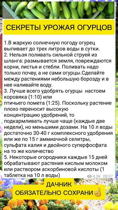 Урожай огурцов #советы #полезныесоветы #дача #огород - YouTube