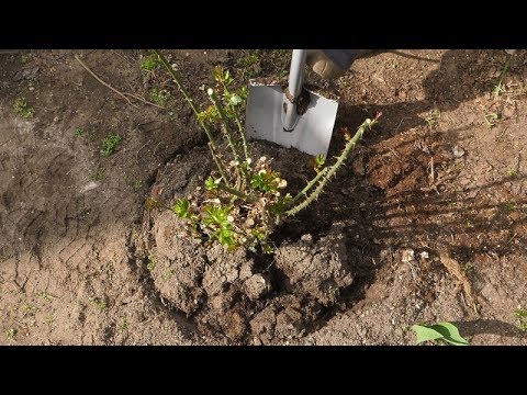 Wideo: Przesadzanie róż - wskazówki, kiedy i jak przeszczepić krzew róży