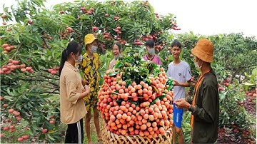 Team Gầy Giải Cứu Vải Thiều Cho Bà Con | Gầy Team