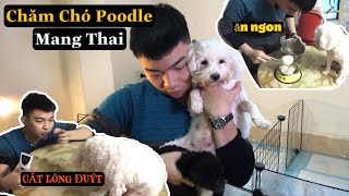 CÁCH CHĂM SÓC CHÓ POODLE MANG THAI | Diep Pet Family