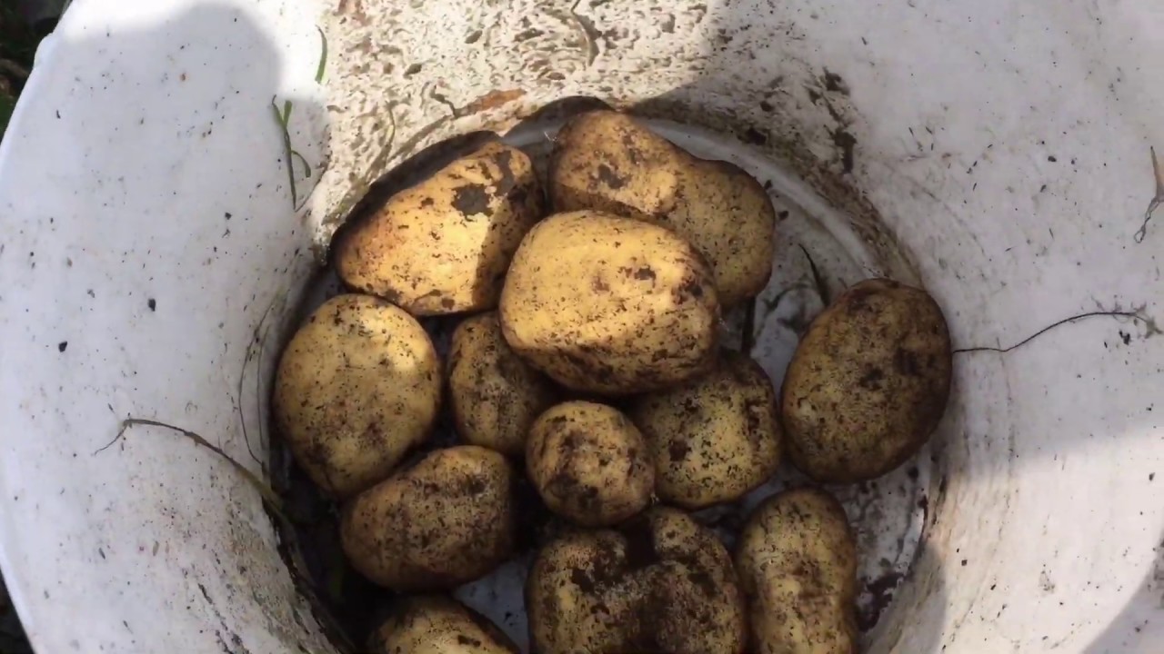 Копаю картошку