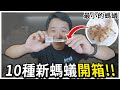 開箱！超小螞蟻、極度兇猛螞蟻帶你一次看｜10種新螞蟻｜餵食Show【臺灣蟻窟】