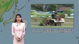 農作業✿日本の食文化-お米-宮城県産ひとめぼれ植え付け作業：日本通tv