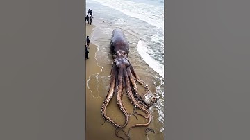 Thumbnail of A giant Octopus came in Goa Beach #shorts