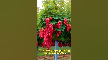 The best grape growing methods for 2025 #grape #fruit #garden #grapenation #farming