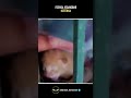 Голубь усыновил котека #любовь