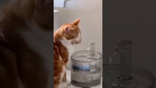 Funny cats 😹 compilations#new #animals#cats I found this videos on Instagram (thanks to the authors)