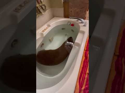 Cute Capybara Enjoys Spa Day