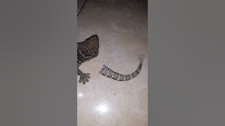 raja cicak #shorts #best