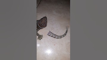 Thumbnail of raja cicak #shorts #best