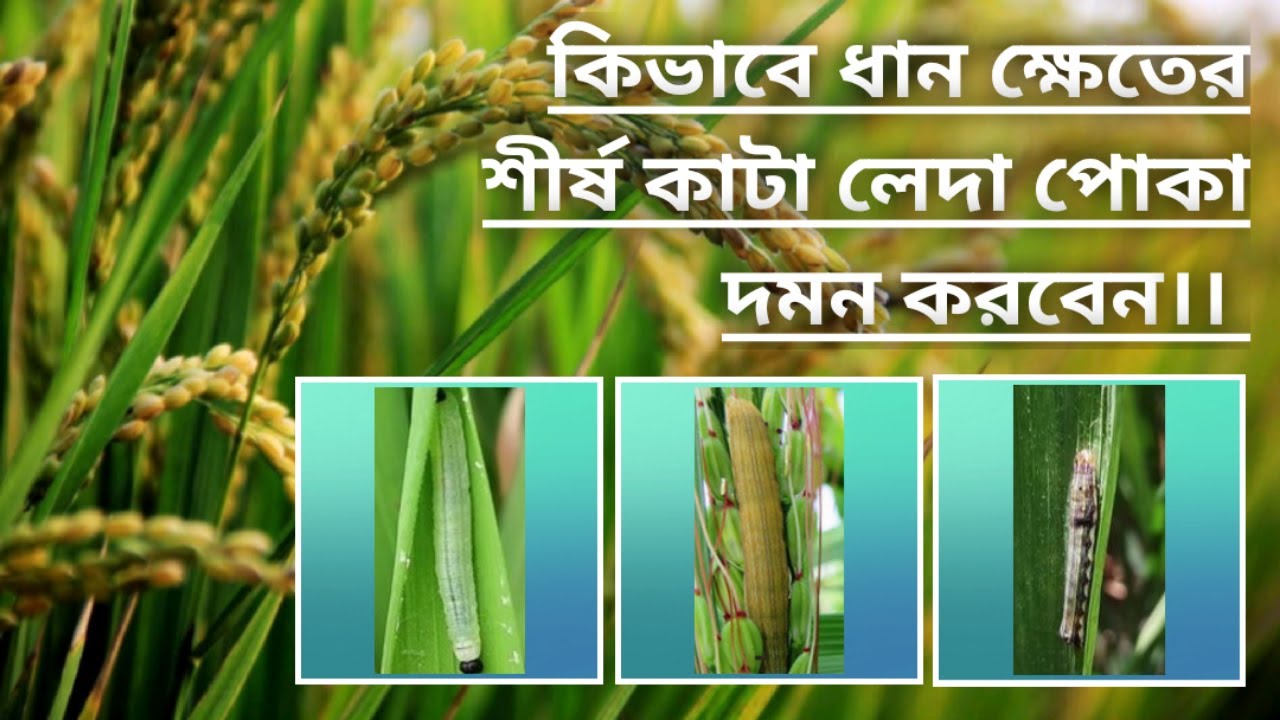 How to control swarming caterpillar insects in paddy field ধানের