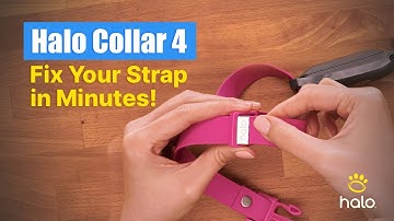 Quick Guide To Halo Collar 4: STRAP REPLACEMENT That Everyone Should Know!