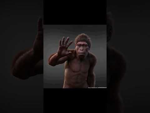 Видео: Австралопитек поздравляет с Новым годом! Australopithecus sediba #антропология #эволюция