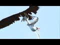 Sea Birds Battle In The Air For Fish | Life | BBC Earth