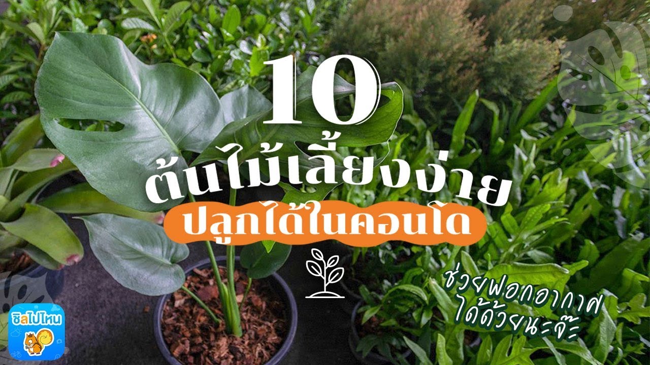 10 ต้นไม้เลี้ยงง่าย ปลูกได้ในคอนโด แถมช่วยฟอกอากาศด้วย - Youtube