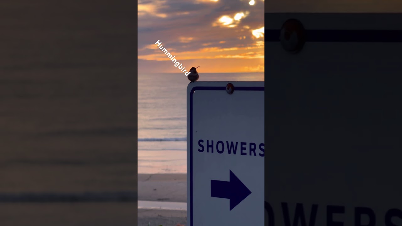 Creek Beach, California — Hummingbird on a Sign at Sunset (Jan 1)