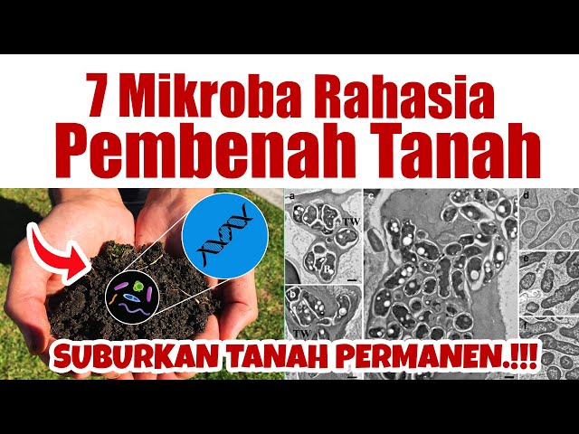 ANDAI SEMUA GUNAKAN INI.!!! 7 MIKROBA PEMBENAH TANAH LUAR BIASA | Pupuk Tanah Subur u0026 Sehat Permanen class=