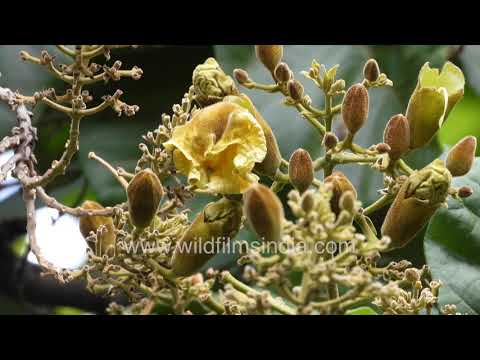 Honey Bee (Apis