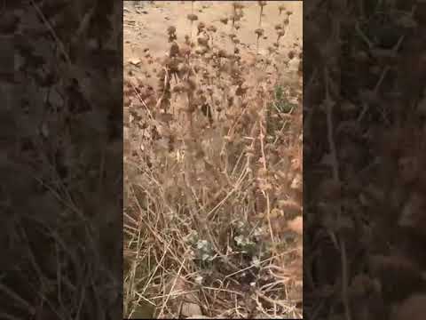 نبات الزقوم بللسمر
