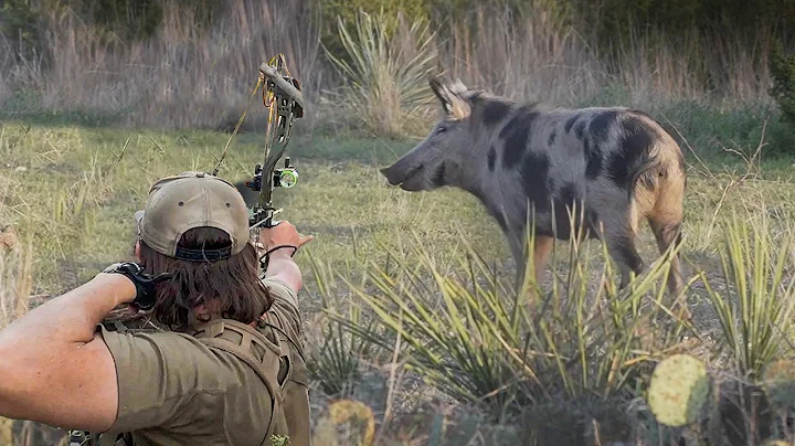 Bow Hunting Wild Hogs WESTERN STYLE | 2 Perfect Shots!