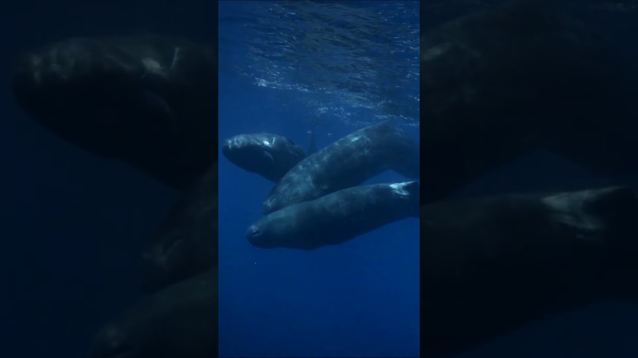 Film backdrop image for Diver shares the ocean with fascinating Sperm Whales (2023)