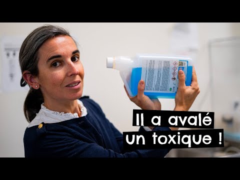 Vidéo: Empoisonnement à L'amitraze Chez Les Chats - Intoxication Au Collier Anti-tiques