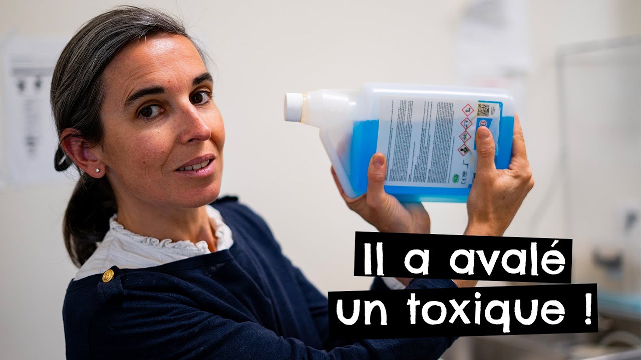 Mon Chat Vomit Du Sang Que Faire Botaneo
