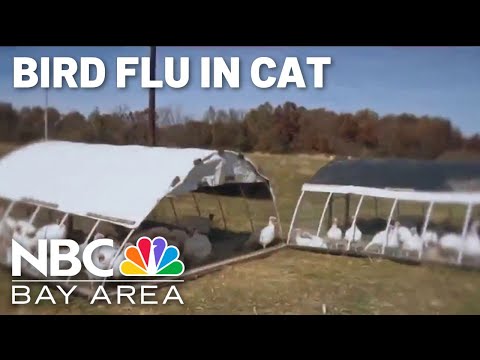 Bird flu detected in cat in San Mateo County; county urges caution