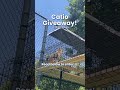 Giving away a Catio for FREE! (Read description)