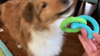 Puppy teething toy