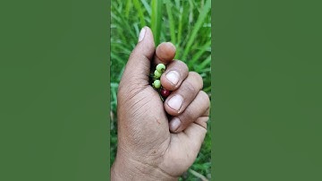 what is this? #anyuniqueanimals #insects #wildlife #grasshopper