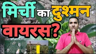 मिर्ची का वायरस|How to Control Leaf Curl Virus|Chilli Leaf Curl Virus|White Fly Attack in Chilli