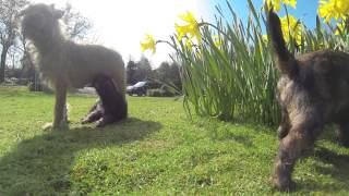 Border Terrier Puppies First journey outside