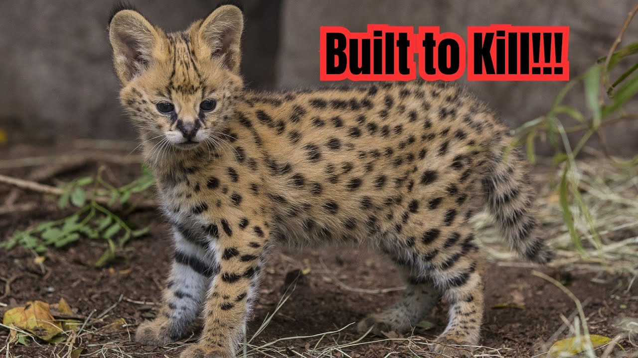 The Serval – Africa’s Ultimate Grassland Hunter!!!