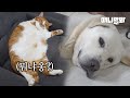 방치되어 있던 리트리버를 데려왔다 그리고 8개월 후.. ㅣBrought An Unattended Retriever Dog Home, And 8 Months Later..