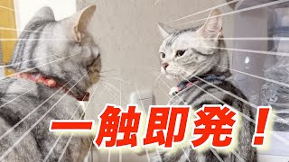 【猫娘　五女そら】仲良し双子猫　一触即発