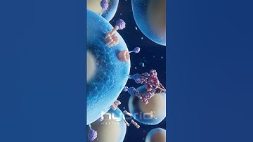 Monoclonal antibodies animation | antibody animation | #multiplemyeloma #monoclonalantibodies