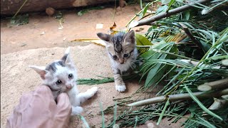 My kitten plays with his brother | kitten activity 2024