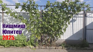 Виноград кишмиш Юпитер | Мой куст винограда кишмиш Юпитер
