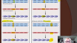 CH 13: Mutations