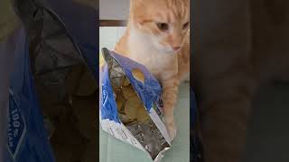 A cat who likes chips. #cat #chips