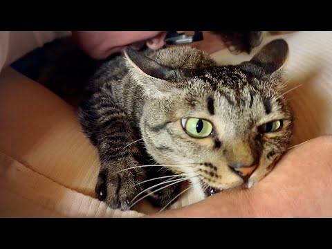 猫吸いをめぐる可愛い攻防戦 Papa can't stop burying his face in his cat's fur and breathing in