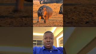 500 million 👀  target #wildlife #wildliferescuelife #viralvideos #hippo1.2MRLikes195,331,884